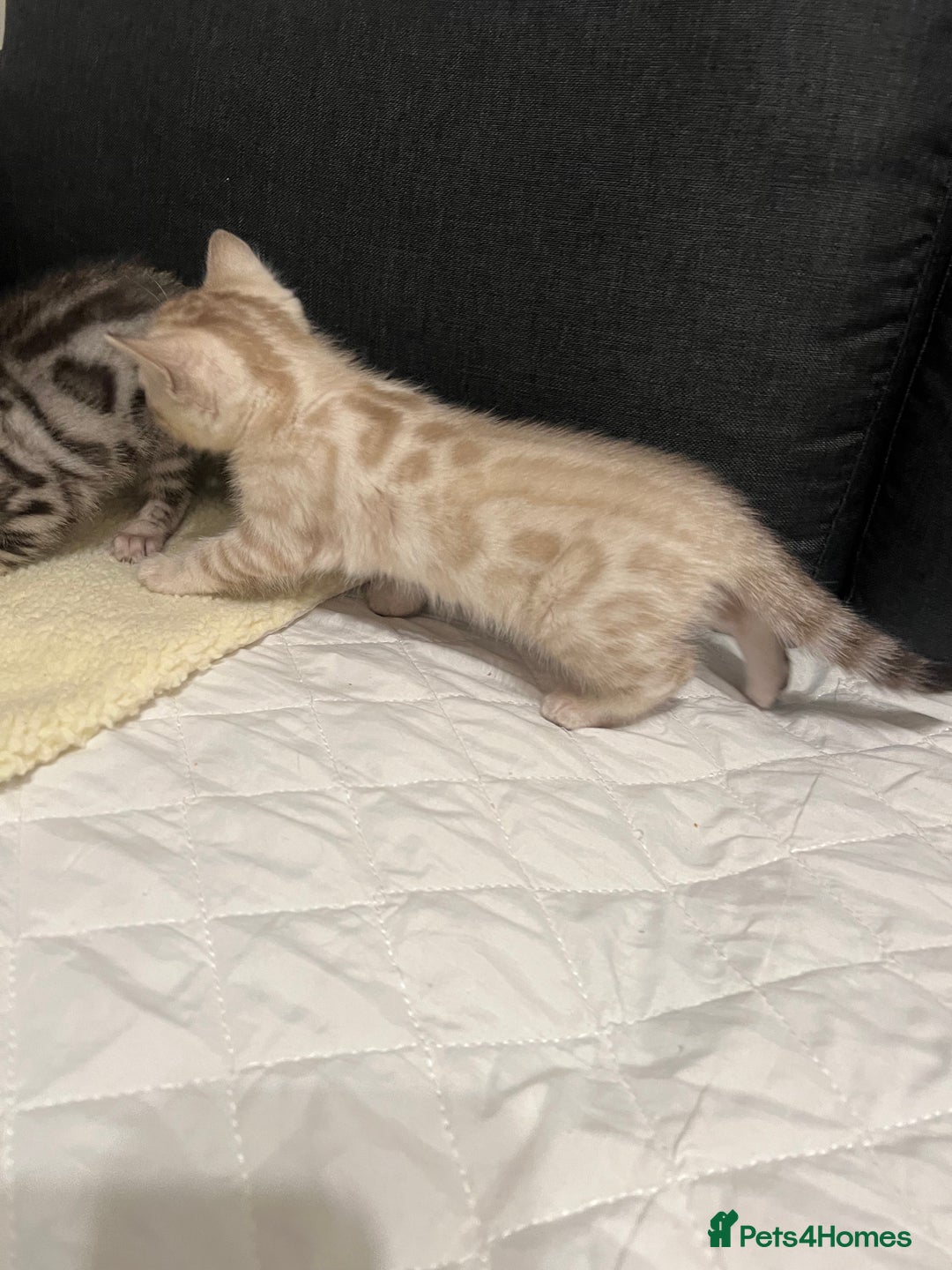 Bengal cats for sale: 🐾 TICA Registered Bengal Kittens  - Advert 23