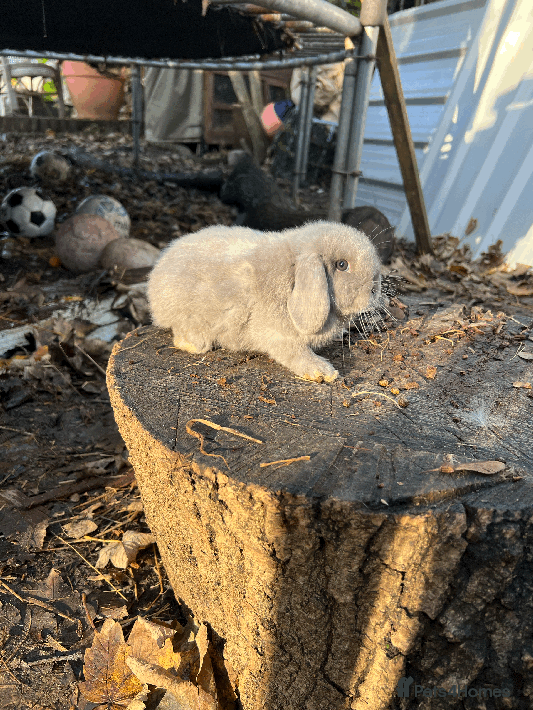 Mini Lop rabbits for sale: 100% Pure Family Bred Friendly Mini Lop Bunnies - Advert 2