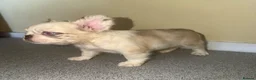 French Bulldog dogs for sale: FLUFFY FRENCH BULLDOG - Advert 2