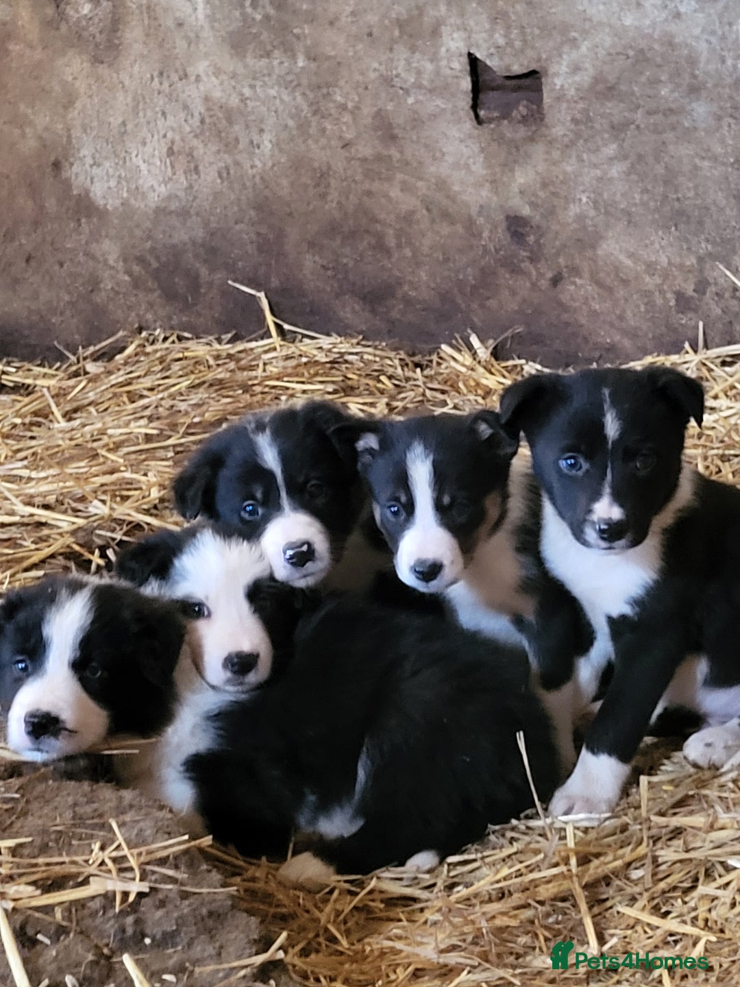 Border Collie dogs for sale: Farm bred, Tri coloured border collie puppies  - Advert 3