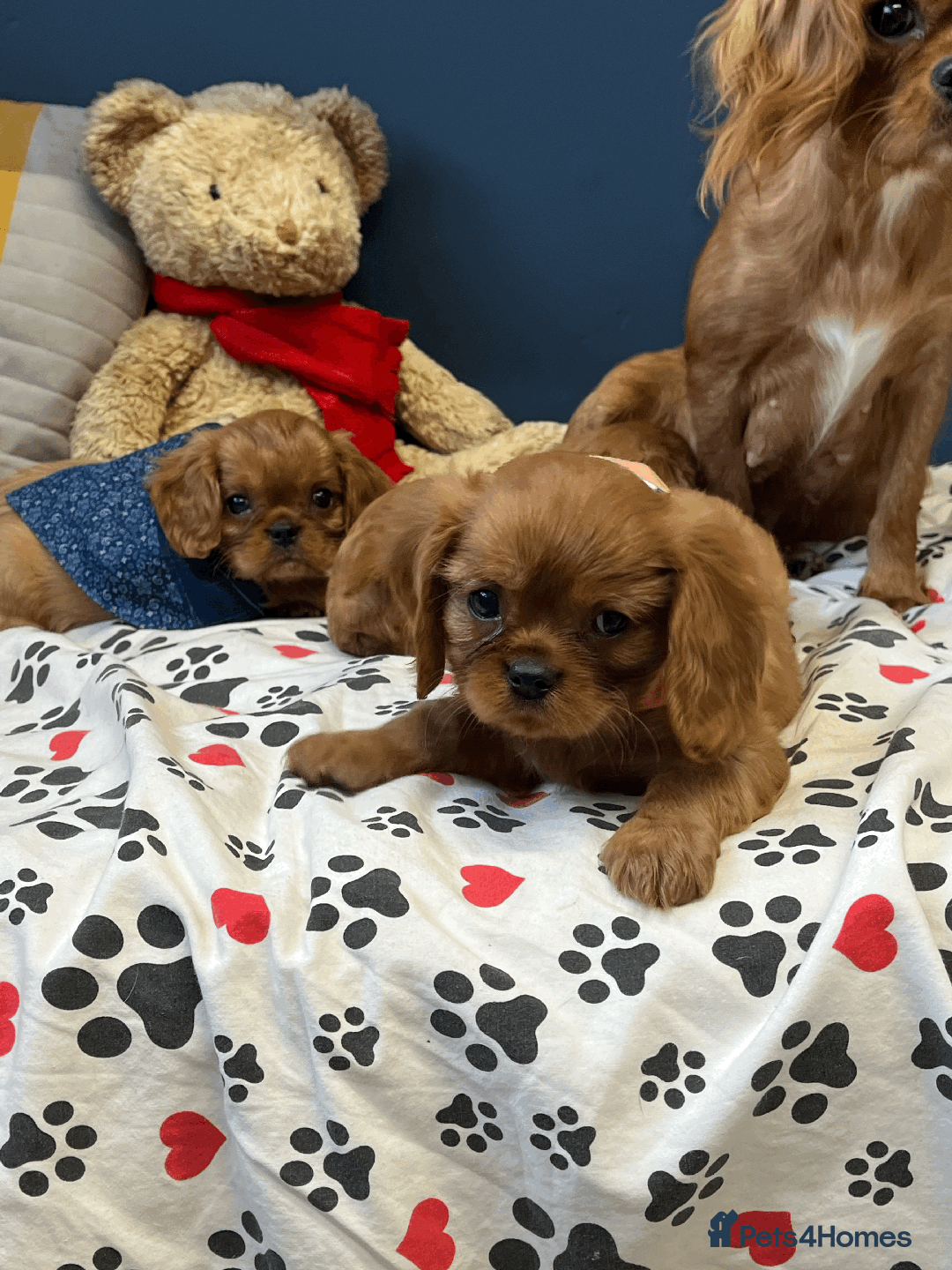 Cavalier King Charles Spaniel dogs for sale: Ruby Red Cavalier puppies ready for new homes ❤️ - Image 3