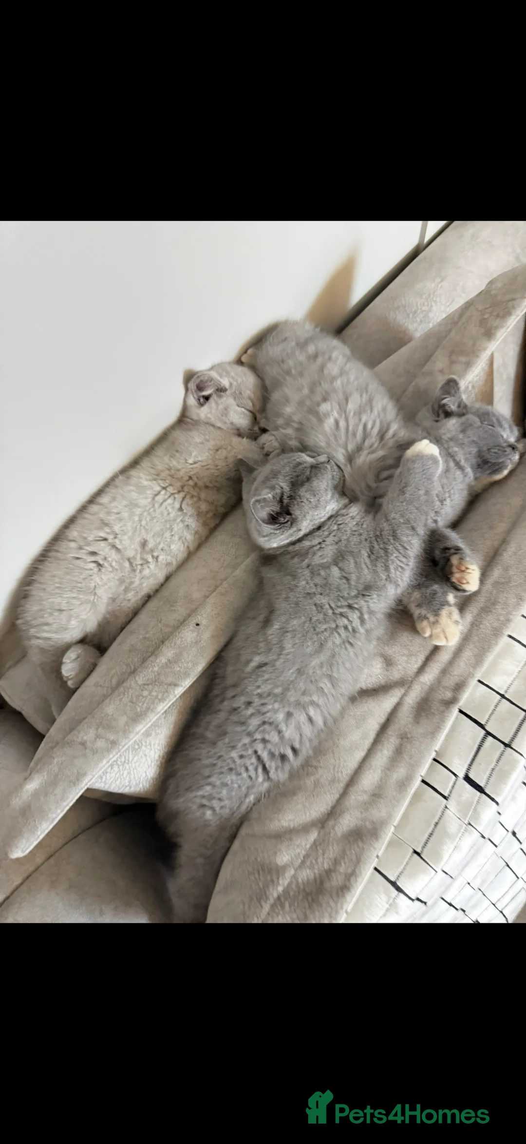 British Shorthair cats for sale: Blue Cream BSH Girl Available 🩷 - Advert 5