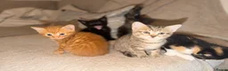 Domestic Shorthair cats for sale: 4 Beautiful  Kittens  - Advert 3