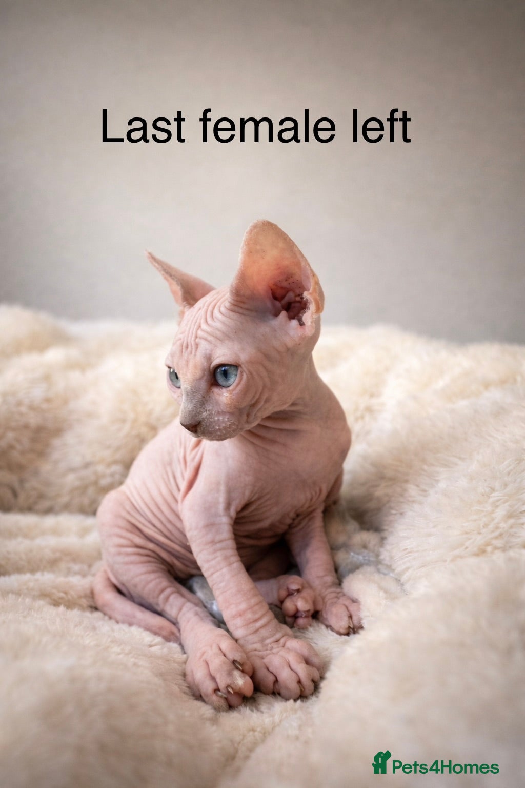 Sphynx cats One blue eye bald girl left  - Advert 3
