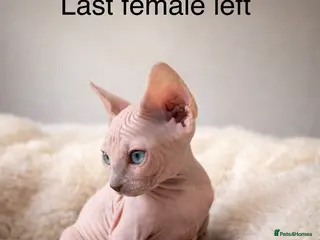 Sphynx cats One blue eye bald girl left - Advert 3