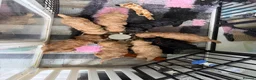 Cockapoo dogs for sale: LICENSED BREEDER 1 male F2b Cockapoo left - Advert 3