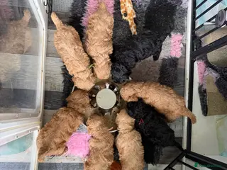 Cockapoo dogs LICENSED BREEDER 1 male F2b Cockapoo left - Advert 14