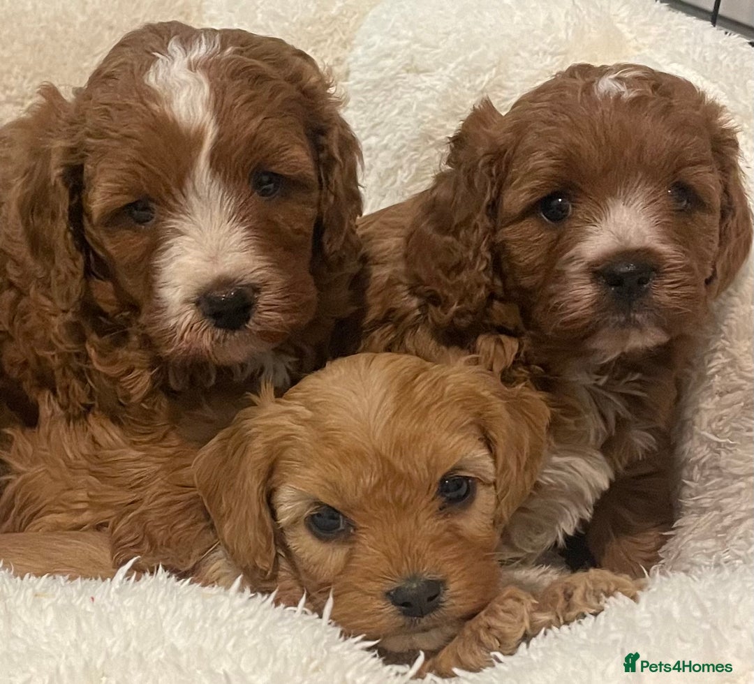 Cavapoo dogs for sale: STUNNING HEALTH CLEAR CAVAPOO PUPPIES  - Advert 3