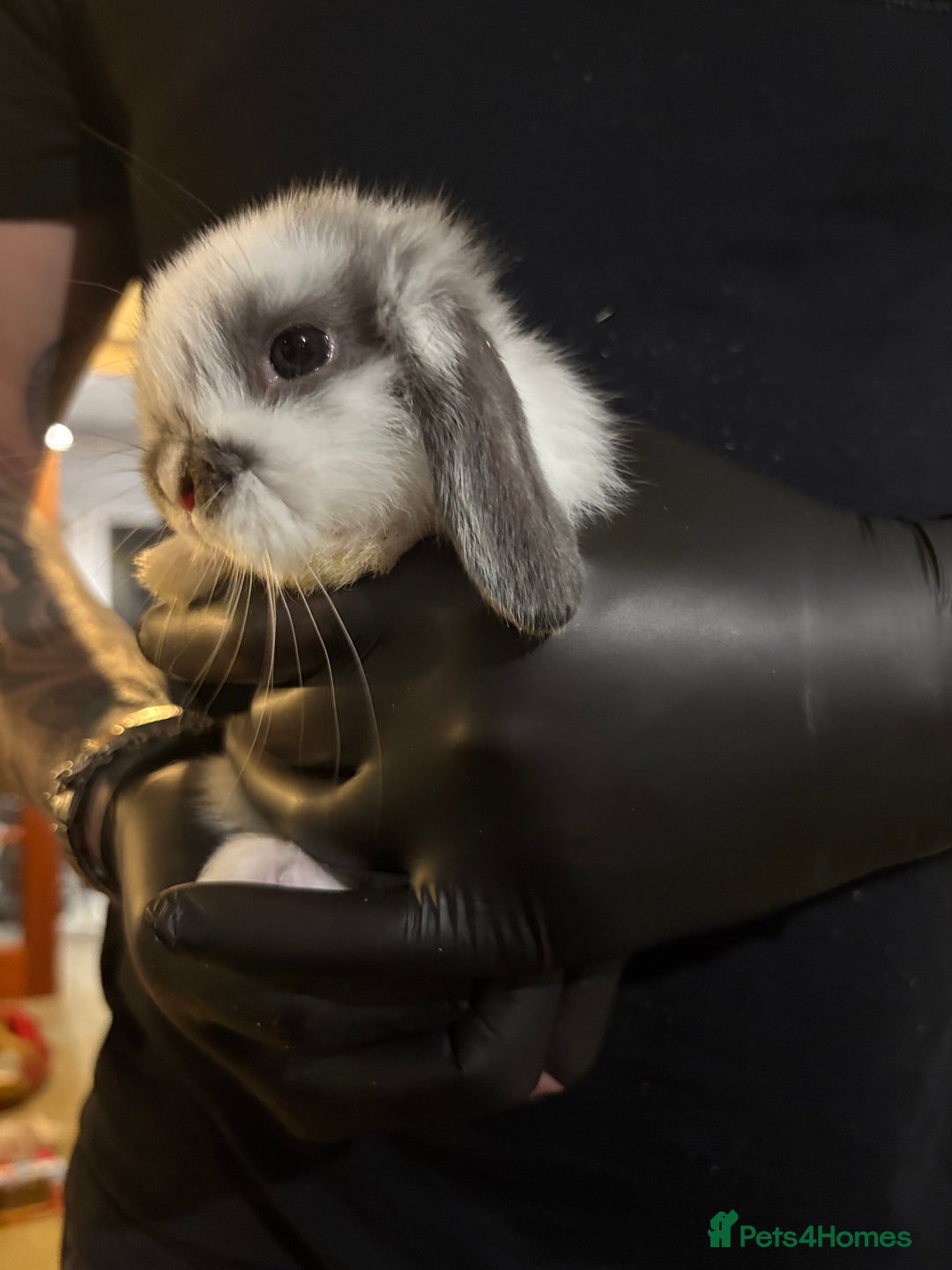 Mini Lop rabbits for sale: 🐰 Adorable full breed Lop Bunnies - Advert 5