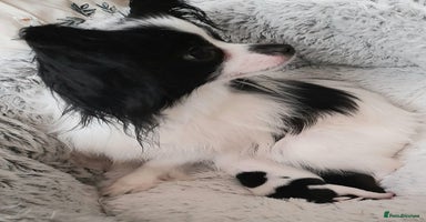 Mixed Breed dogs Adorable chion puppies  - Advert 12