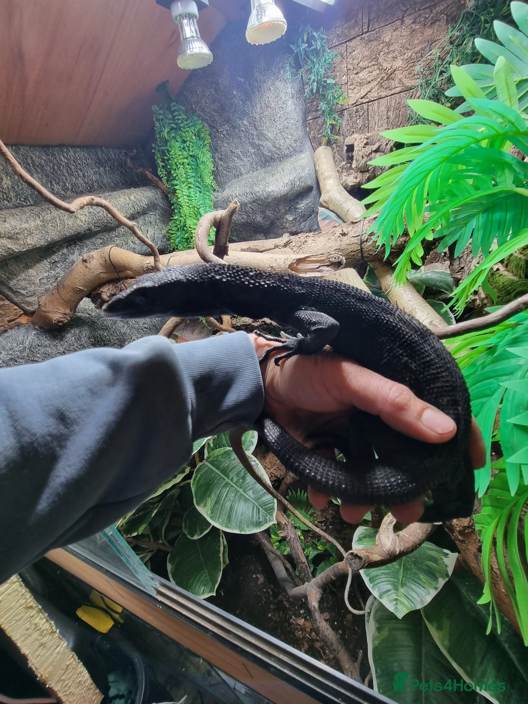 Monitor reptiles for sale: Black tree monitor. Varanus beccarii  - Advert 1