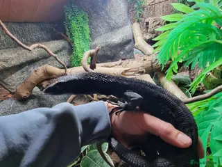 Monitor reptiles Black tree monitor. Varanus beccarii - Advert 6