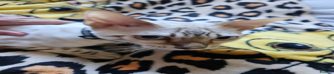 Bengal Kitten black collar
