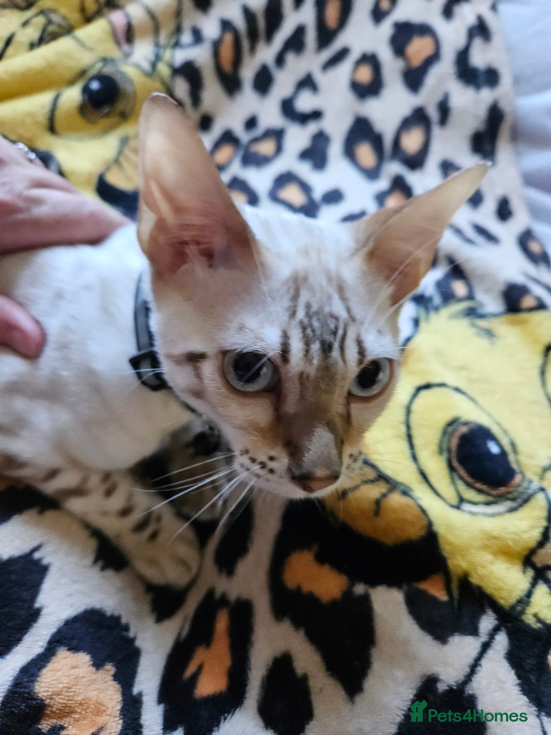 Bengal cats for sale: Snow bengal kittens for loving homes  - Image 36