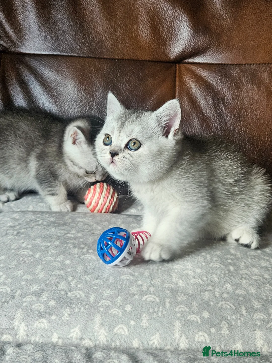 British Shorthair cats for sale: British shothair kittens  - Advert 1
