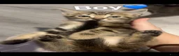 Domestic Shorthair cats for sale: 7 beautiful kittens looking for there forever home - Advert 5