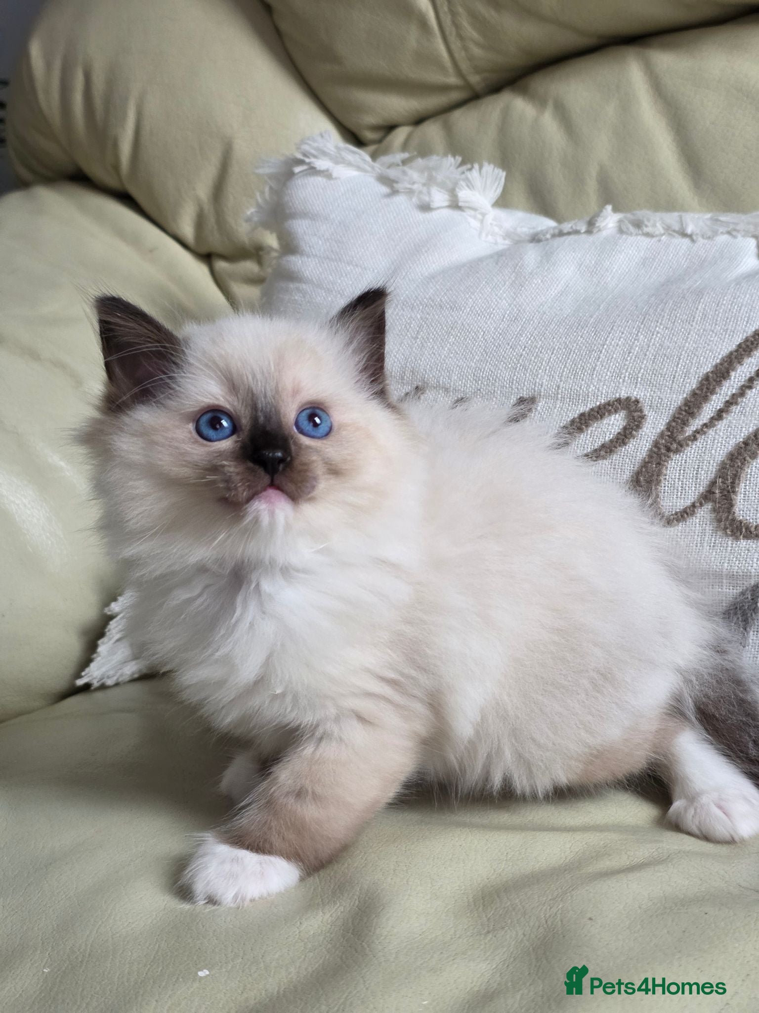 Ragdoll cats GCCF Gorgeous Ragdoll kittens  - Advert 18