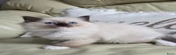 Ragdoll cats for sale: GCCF Gorgeous Ragdoll kittens  - Advert 2