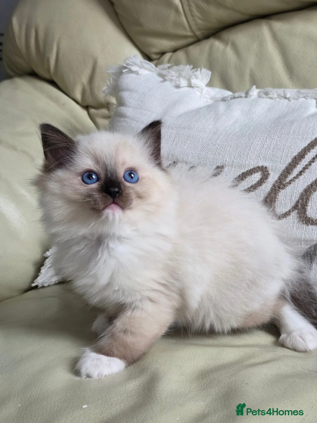 Ragdoll cats for sale: GCCF Gorgeous Ragdoll kittens  - Advert 2