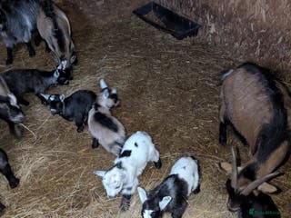 Goats livestock Nigerian Pygmy Goats for sale x 10 - Advert 9