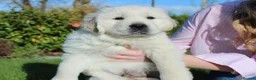 Golden Retriever dogs for sale: Top quality Golden retriever puppies - Advert 2