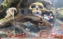 Pond Fish fish for sale: 2 Full grown axolotls - Image 4