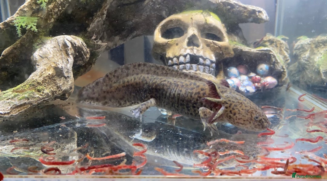 Pond Fish fish for sale: 2 Full grown axolotls - Image 4