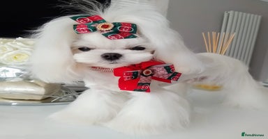 Maltese dogs - Advert 15