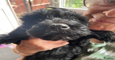 Cockapoo dogs - Advert 7
