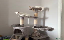 British Shorthair cats for sale: 2 british shorthair/longhair X Scottish fold boys  - Image 1