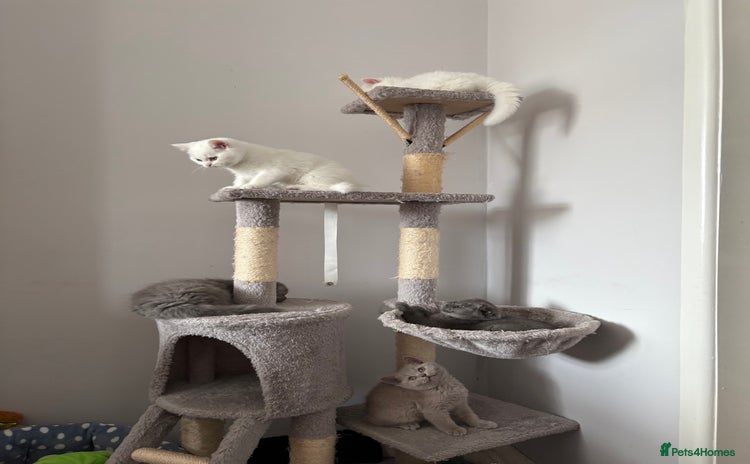 British Shorthair cats - Advert 5