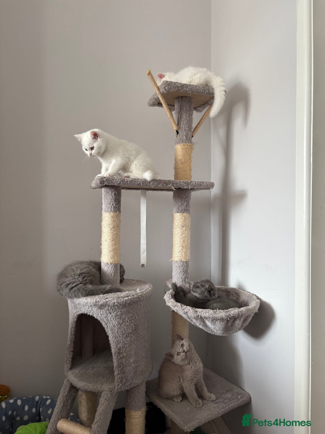 British Shorthair cats for sale: 2 british shorthair/longhair X Scottish fold boys  - Image 1