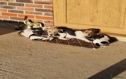 Jack Russell dogs for sale: Traditional Jack Russell pup - Image 1