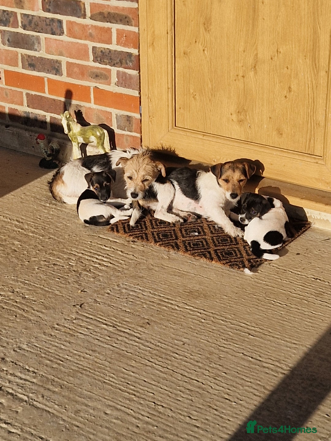 Jack Russell dogs for sale: Traditional Jack Russell pup - Image 1
