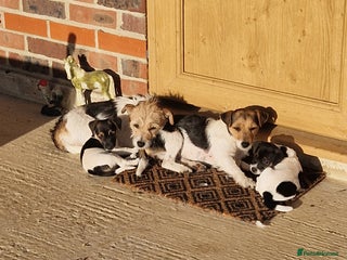 Jack Russell dogs - Advert 13
