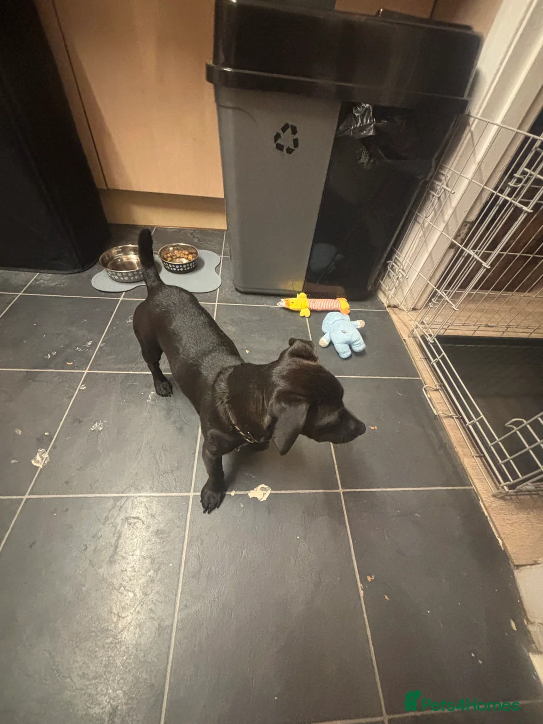 Mixed Breed dogs for sale: Rehome - Advert 1
