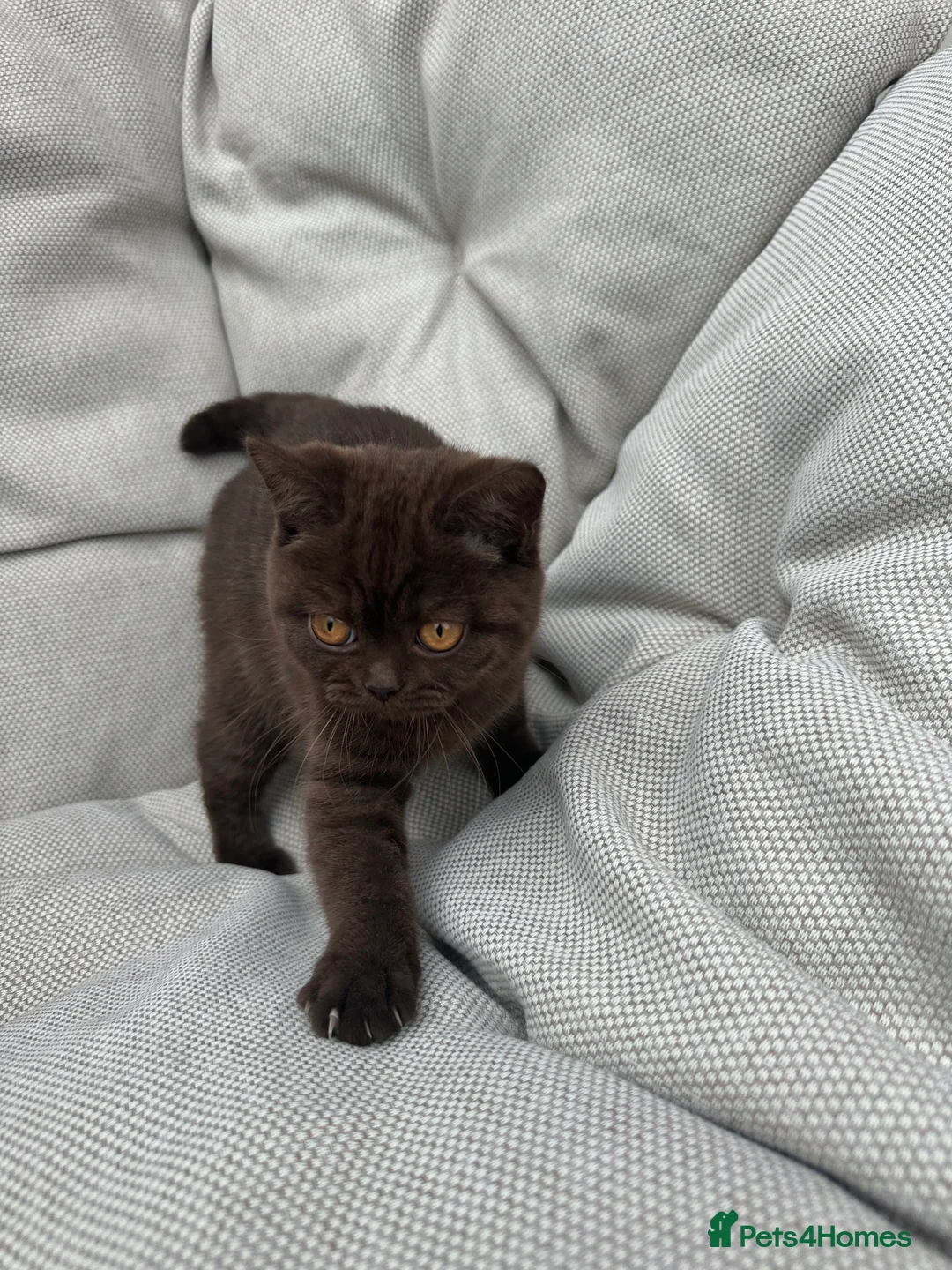 British Shorthair cats for sale: British Shorthair Chunky Chocolate Kittens🐻 - Advert 40