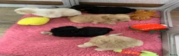 Miniature Schnauzer dogs for sale: 5* Licensed KC Small Miniature Schnauzer Litter  - Advert 5