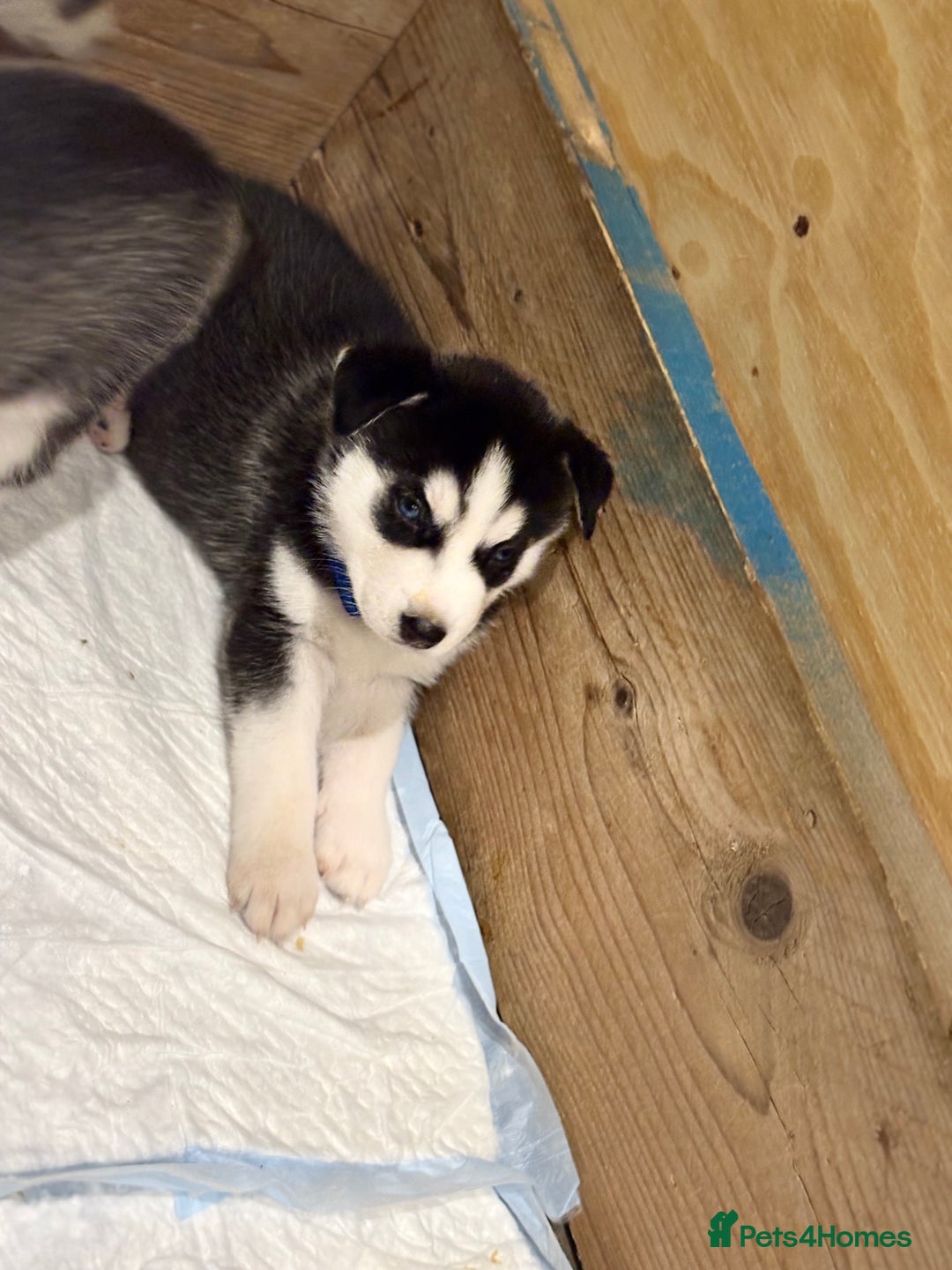 Siberian Husky dogs for sale: Siberian huskies 4 girls and 1 boy - Advert 14