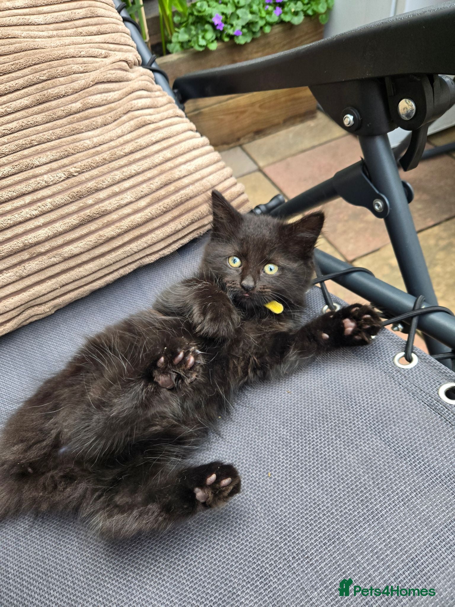 Mixed Breed cats Fluffy Adorable Kittens - Advert 1