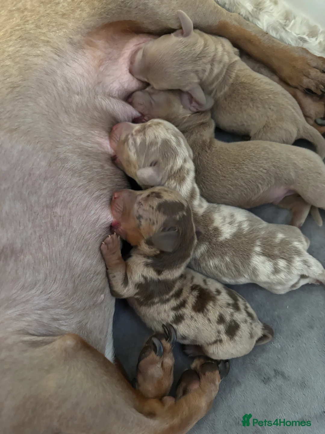 Miniature Dachshund dogs for sale: Kc registered miniature dachshunds in Brighouse - Advert 2