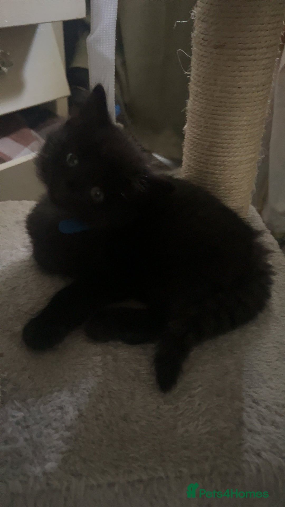 Bombay cats for sale: Lovely playful kittens  - Image 2
