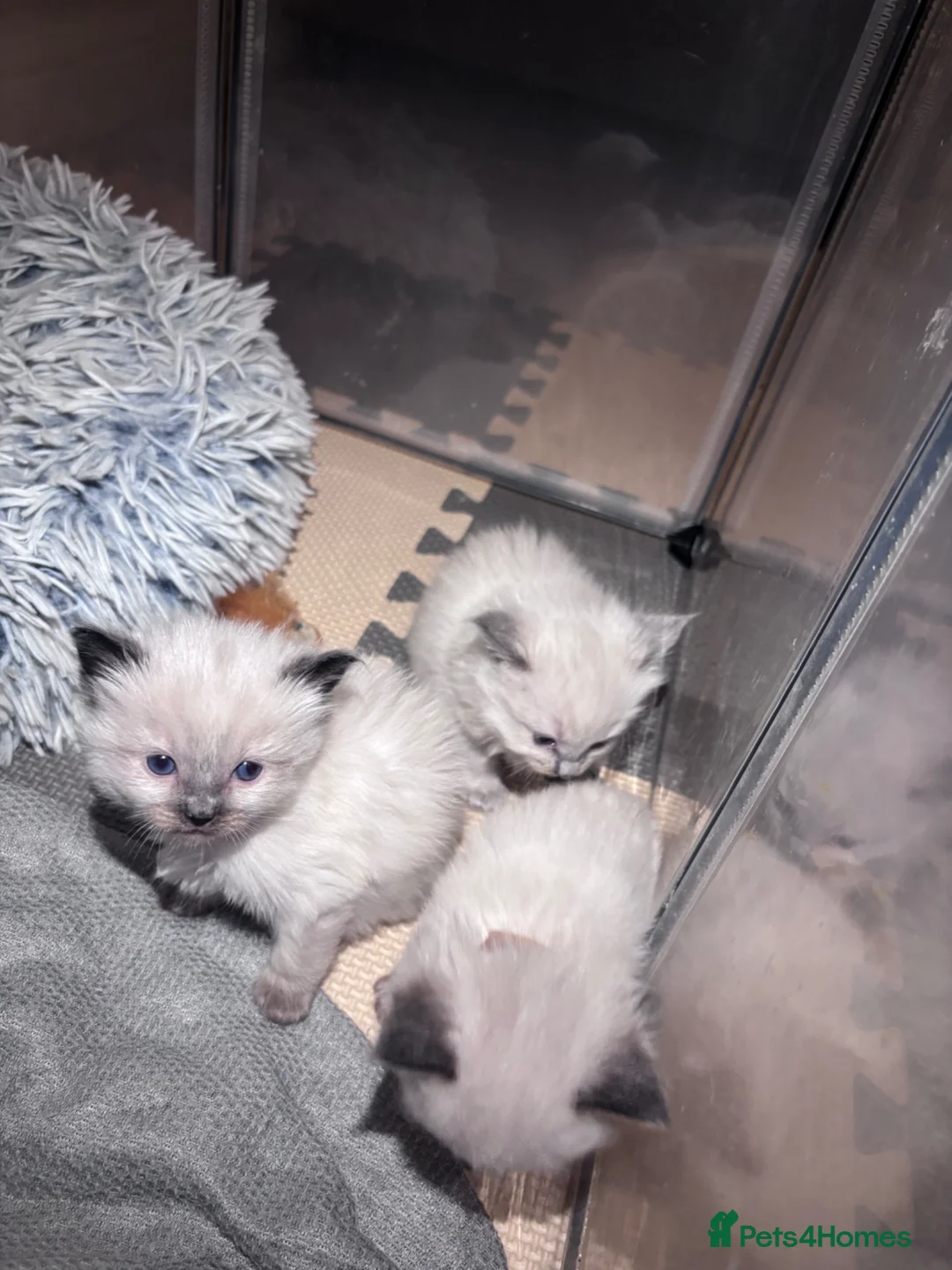 Ragdoll cats for sale: Beautiful fluffy ragdoll babies x - Advert 2