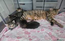 European cats for sale: 4 beautiful kittens looking for the New 🤎 home  - Image 31