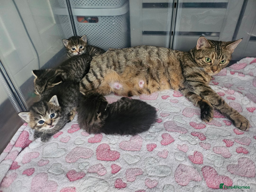 European cats for sale: 4 beautiful kittens looking for the New 🤎 home  - Image 31