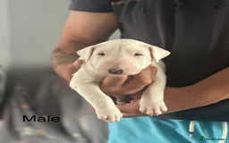 English Bull Terrier dogs for sale: 1 male and 2 female looking for new home - Image 8