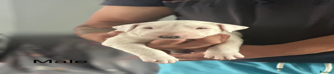 English Bull Terrier Puppy 3