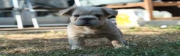 French Bulldog dogs for sale: HOME BRED FLUFFY FRENCHY•ISABELLA.KC&DNA CERT - Advert 20
