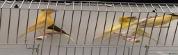 Canaries birds for sale: This year young harlequins canary’s  - Advert 6