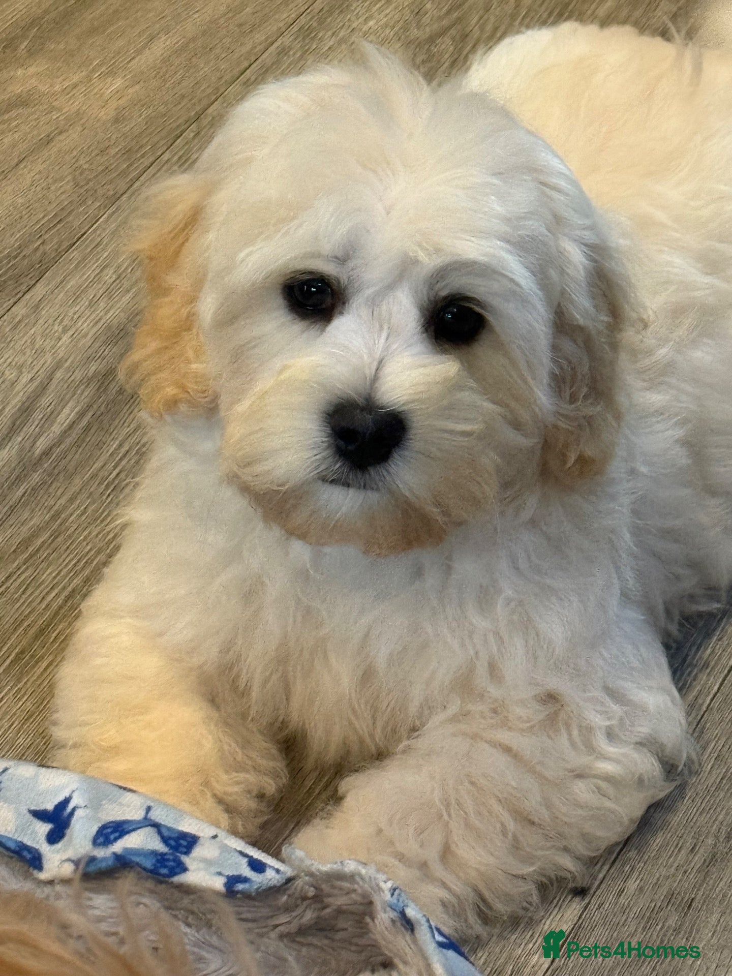 Cavapoochon dogs Ready now Stunning Cavapoochon Boy  - Advert 2